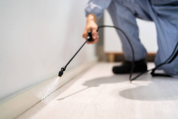 Licensed Wasp Removal service in Fremont, MI - Show Me Pest Control